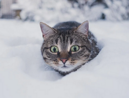 Синоптик назвав найморозніші дні напередодні Нового року